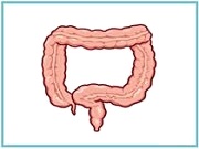 イラスト(大腸)